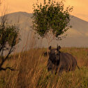 IA: quand les caméras intelligentes protègent la faune sauvage