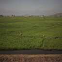 La Côte d’Ivoire a 'le potentiel' pour une autosuffisance en riz