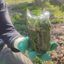 Adını duyan kaçıyor: Bunu yiyen hasta olmuyor etkisini öğrenince çok şaşıracaksınız