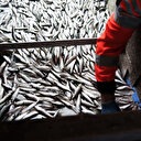 Mer Baltique: le hareng menacé par le réchauffement des eaux