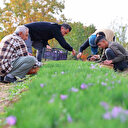 Denemek için bahçesine ekmişti kilosunu 200 bin liraya satıyor