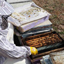 Diyarbakır’da arıların ‘tatlı uykusu’ başladı
