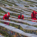 Maroc: l’agriculture utilise une quantité inférieure à un milliard de mètres cubes d’eau