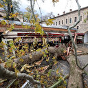 Lodos tarihi handaki 235 yıllık çınar ağacını devirdi