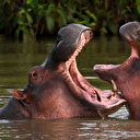 Colombie : les hippopotames d'Escobar seront pour partie euthanasiés, stérilisés et déplacés