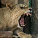 Au Soudan en guerre, opération sauvetage pour 15 lions