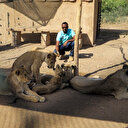 Mission de sauvetage de 15 lions au Soudan 