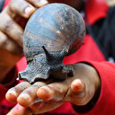 Côte d'Ivoire: Les fermes d'escargots géants en plein boom