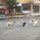 Sokak hayvanlarına birlik çözümü