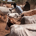Des épidémies de fièvre charbonneuse dans cinq pays africains