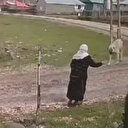 Muş'ta 79 yaşındaki kadına köpek saldırdı