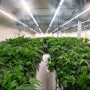 Pays-Bas: début d'une expérimentation de cannabis légal