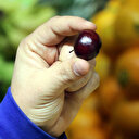 Fiyatı çeyrek altınla yarışıyor: Erik ve kiraz cep yakıyor