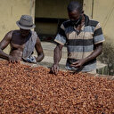 Au Ghana, l'exploitation minière illégale menace la filière cacao