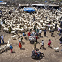 Exportation de bétail en Afrique de l’Ouest: Bamako perd plus de 77 milliards de FCFA 