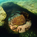 Yer Türkiye: Suyun dibinde parlarken bulundu değerine paha biçilemiyor
