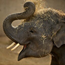 Espagne: le Zoo Aquarium de Madrid, foyer de nombreux animaux
