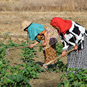 Tunisie: Les pluies de décembre ravivent l'espoir des agriculteurs lésés par la sécheresse de 2023