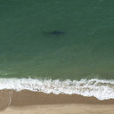 Australie: Un adolescent tué par un requin