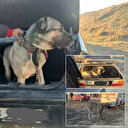 Bakan Yerlikaya: Köpek dövüştüren 37 kişi yakalandı 6 köpek kurtarıldı