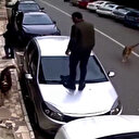 Ataşehir’de vatandaşlar, köpek saldırılarından araçların üzerine çıkarak kurtuldu