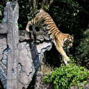 Indonésie: un tigre recherché après une deuxième attaque en quelques jours