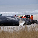 Côte Est des Etats-Unis: 18 baleines retrouvées mortes en deux mois