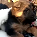 10 katlı apartmanın enkazından 122. saatte anne köpek ve iki yavrusu kurtarıldı