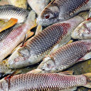  Tchad: des poissons infectés inquiètent la population 