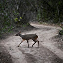Une ONG pointe l'inaction de nombreuses grandes entreprises contre la déforestation