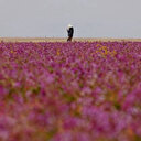 En Arabie saoudite, le rare spectacle d'un désert tapissé de fleurs mauves