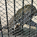 Pakistan: un léopard sème la confusion à Islamabad avant d'être capturé