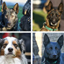 Deprem bölgesindeki dört ayaklı kahramanlar: Yüzlerce cana umut oldular