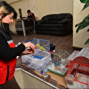 Türkiye: À Malatya, une infirmière au secours des oiseaux touchés par les séismes