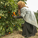 Saison de l'orange en Tunisie: La récolte en deçà des espoirs