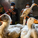 Cambodge: deuxième cas de contamination humaine à la grippe aviaire