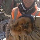 'Bebek zannettik süs köpeğiymiş'