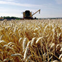 Égypte: les réserves de blé ne seraient suffisantes que pour environ 5 mois