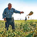 Bakan Kirişci: Pancar ödemeleri hesaplara yatırılıyor