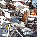 Arama kurtarma köpekleri yıkılan binalarda canlı arıyor