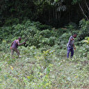 Au Gabon, un village veut sauver sa forêt sacrée de l'exploitation forestière