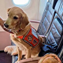 THY deprem bölgesinde can kurtaran köpekleri 'business' koltuklarda uçurdu