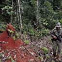 Brésil: déforestation record en Amazonie en février