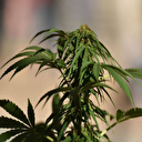 Plus de trois tonnes de cannabis saisies au large du Maroc