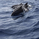 France: 23 dauphins morts échouent sur les plages des Landes