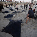 Des dizaines de raies manta pêchées au large de Gaza