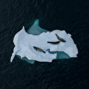 Retour de l’expédition scientifique turque en Antarctique au pays