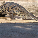 Le lac Kamnarok, deuxième plus grand habitat de crocodiles d'Afrique, s'est asséché
