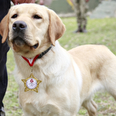 TSK'nın arama köpekleri deprem bölgesinde 78 kişiyi kurtardı