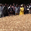 Le Burkina Faso veut produire du blé à grande échelle